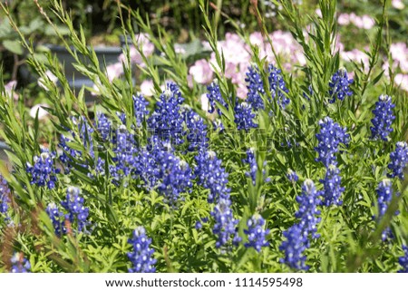 Texas Bluebonnet wildflowers with pink Evening Primrose behind t