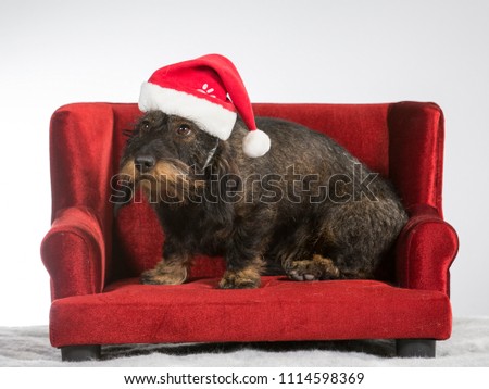 Wiener dog with a Christmas hat on a red sofa. Funny dog picture.
