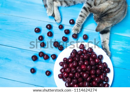 Cute cat on blue background with a plate of cherries. 