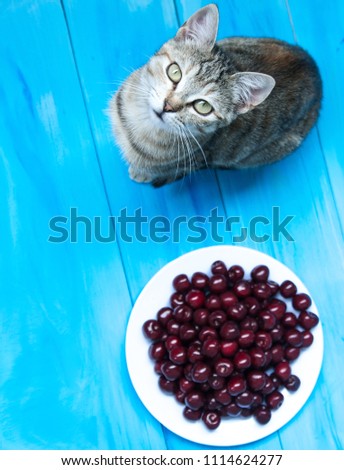 Cute cat on blue background with a plate of cherries. 