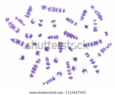 Set of lavender flowers elements. Collection of lavender flowers on a white background. Top view Royalty-Free Stock Photo #1114627343
