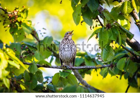 The thrush in full song Royalty-Free Stock Photo #1114637945