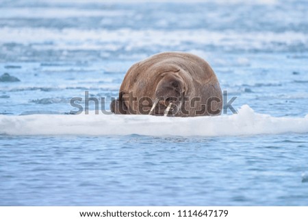  norway landscape nature walrus on an ice floe  of Spitsbergen Longyearbyen  Svalbard   arctic winter  polar sunshine day  sky