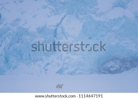 
norway landscape nature white polar bear glacier  on  ice floe  of Spitsbergen Longyearbyen  Svalbard   arctic winter  polar sunshine day