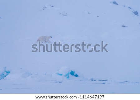 
norway landscape nature white polar bear glacier  on  ice floe  of Spitsbergen Longyearbyen  Svalbard   arctic winter  polar sunshine day