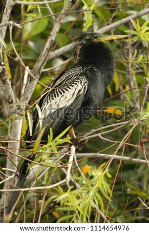 A Anhinga (Anhinga anhinga) siting on the tree in Everglades national park with green background.