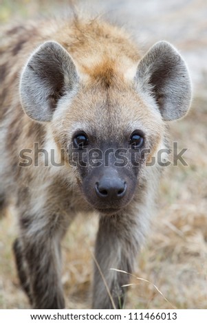 A close up of a young spotted hyena