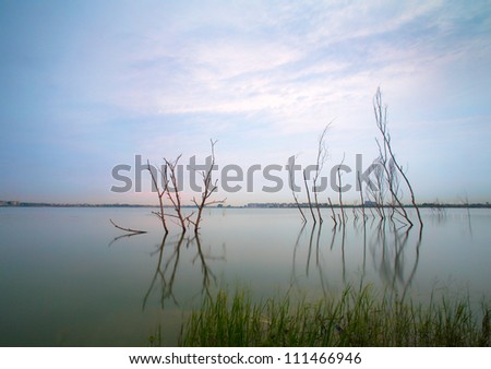 dead tree trunks and branches submerged in a lake at sunset