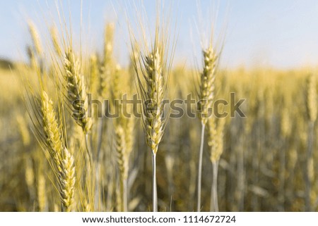 Background picture close-up of wheat spikelets on the field. Golden spikelets symbol of harvest and fertility.