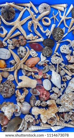 tray of various shells