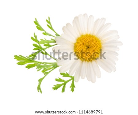 chamomile or daisies with leaves isolated on white background. Top view. Flat lay Royalty-Free Stock Photo #1114689791