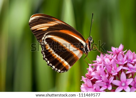 Banded Orange butterfly (Dryadula phaetusa) feeding on pink star flowers. Natural green background.