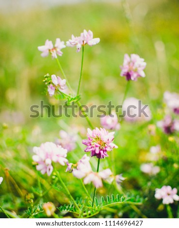 summer flowers background