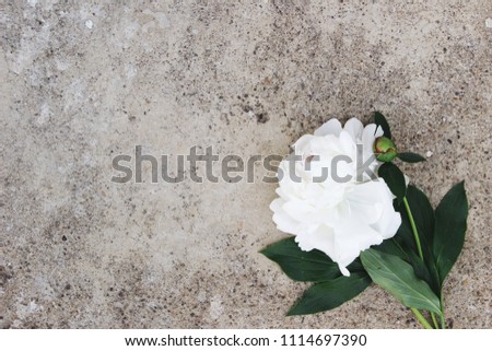 Feminine styled stock photo. Moody floral composition. White peony flower on grunge concrete background. Flat lay, top view. Empty space.
