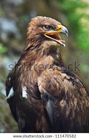 Close up of the head of a beautiful eagle, crossing of steppe and golden eagle with emphasis on the eagles eye.