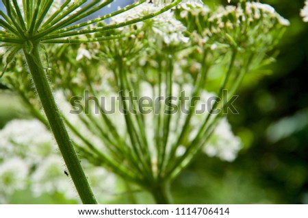 Detail of hairy stem of cow parsnip umbel with blurry flowers behind and the sun streaming through, Vancouver Island, British Columbia.