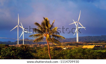 A Coconut tree in the middle of windmill turbines or windmill power generation in Haleiwa town on countryside, Oahu island, Hawaii USA