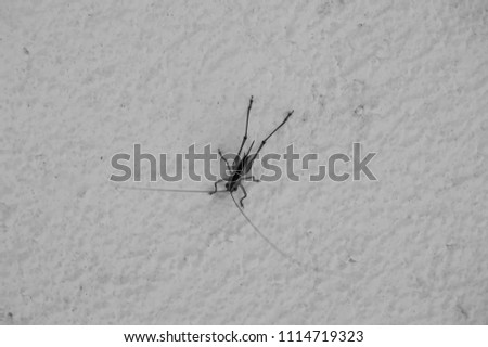 Black and white photograph of a beautiful grasshopper on a wall outdoors 
