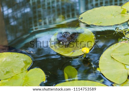 The turtle swims in the water. A red-bellied turtle swims among marsh leaves. A turtle swims in a pond among the leaves of water lilies.