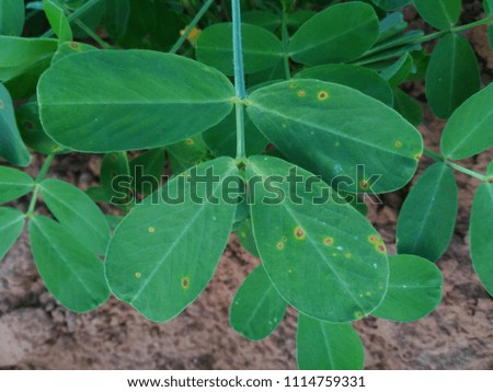 Peanut leaf diseases (Arachis hypogaea L.) planting in the field, biotic stress.