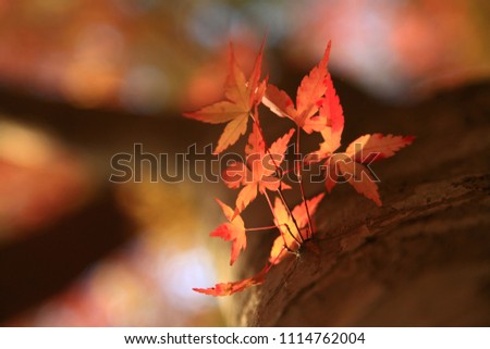 Blurred picture of autumn leaves in japan,blurred background,picture for wallpaper and background,for design your work,for text