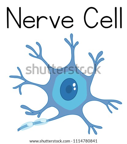 A Vector of Nerve Cell illustration
