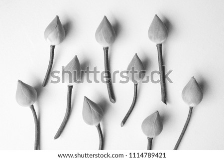 grey lotus flower on white background , creative minimal concept.