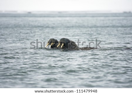 Two walrusses  swimming