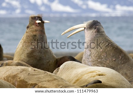 Walruses fighting