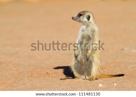 A meerkat sitting in the sun looking to the left