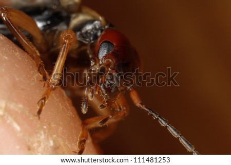 Portrait of an earwig, close-up
