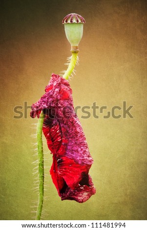attractive textured picture of a poppy seed capsule with the dead flower hanging on the stalk