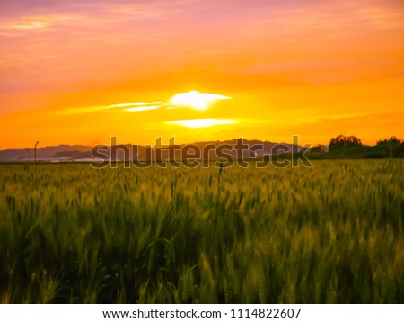 Natural Sunset at evening in field south korea. Bright Dramatic Sky And Dark Ground. Countryside Landscape Under Scenic Colorful Sky At Sunset Dawn Sunrise. Sun Over Skyline, Horizon. Warm Colours