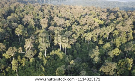 Rainforest canopy aerial photo