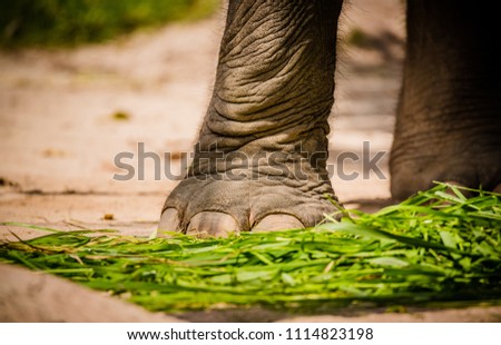 Close up an elephant's foot stand near green grass on ground in elephant village sunlight  vintage style 