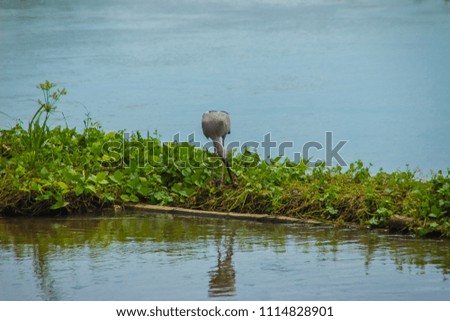 Cute Asian openbill or Asian openbill stork bird (Anastomus oscitans) is looking for snails, their main prey on the river bank. Anastomus oscitans is a large wading bird in the stork family Ciconiidae