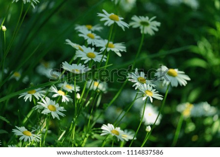Summer white Daisy flowers on green meadow. Selective focus.