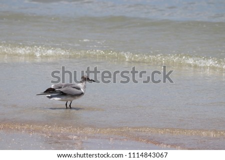 Seagull birds in blue ocean surf and waves on sand beach blue sky.