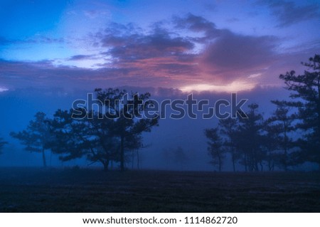 Da lat- Lam dong- Viet nam, Vietnam: Beautyful landscape in Dalat- Vietnam, rays, sun, fog and pine forest