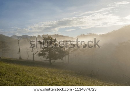 Da lat- Lam dong- viet Nam: beautiful landscape in Dalat- vietnam, sun, fog in pine forest, beautiful cloud 