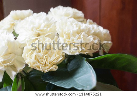 White carnation flowers in the vase, stock photo