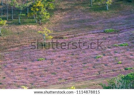 Pink grass blooming in spring at Dalat- vietnam