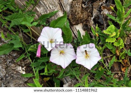Flowers of field bindweed (Convolvulus arvensis) create unique natural pictures among the grass