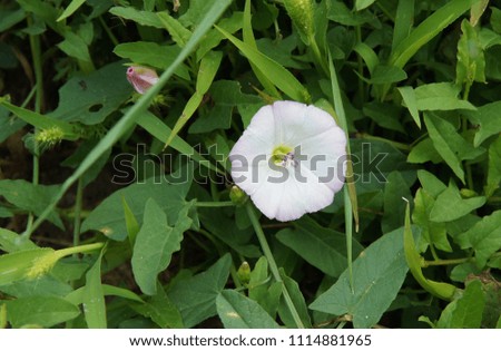 Flowers of field bindweed (Convolvulus arvensis) create unique natural pictures among the grass
