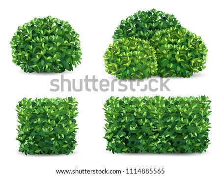 Vector bush in different forms. An ornamental plant shrub for the design of a park, a garden or a green fence. Royalty-Free Stock Photo #1114885565
