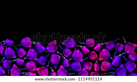 Roses on a dark background, flower pattern, roses with neon