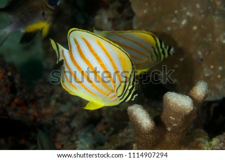 Ornate Butterflyfish, Chaetodon ornatissimus