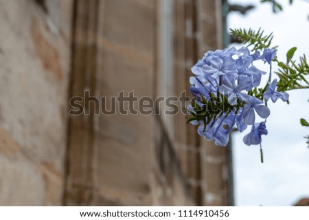 lilac and green colored flowers on ancient church facade in historical marketplace south germany