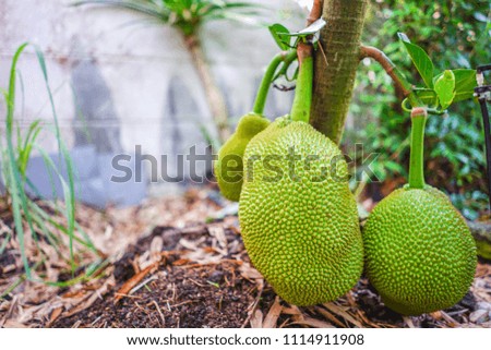 ๋Young Jackfruit on the Jackfruit tree, Tropical fruit 