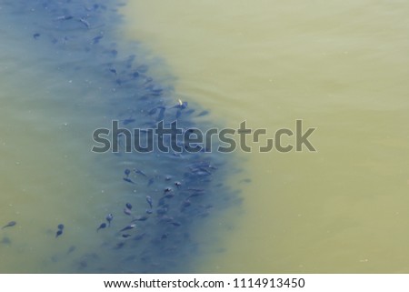 large quantity of tadpole shrimp on water surface